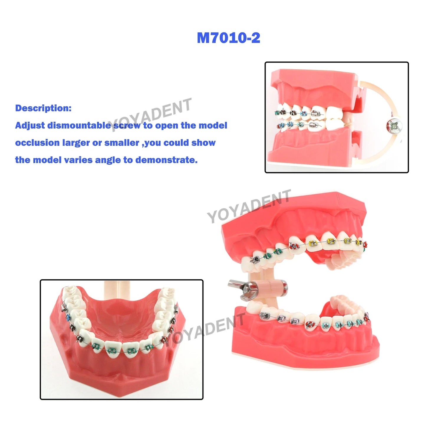 Adjustable Occlusion Demonstration Typodont — Standard