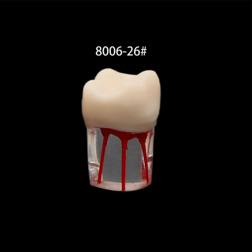 OLEVO 10 Pcs Dental RCT Endo Teeth Model Endodontic Root Canal Block Pulp Cavity Resin Study Practice Endodontic Training M8006
