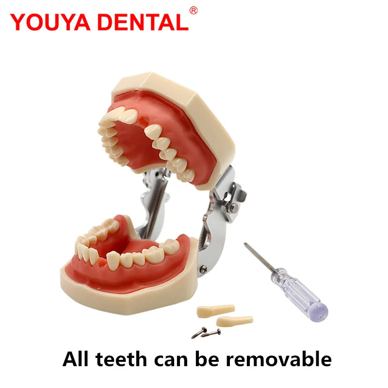 Typodont Practice Model with Removable Teeth