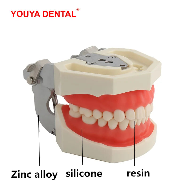 Typodont Practice Model with Removable Teeth