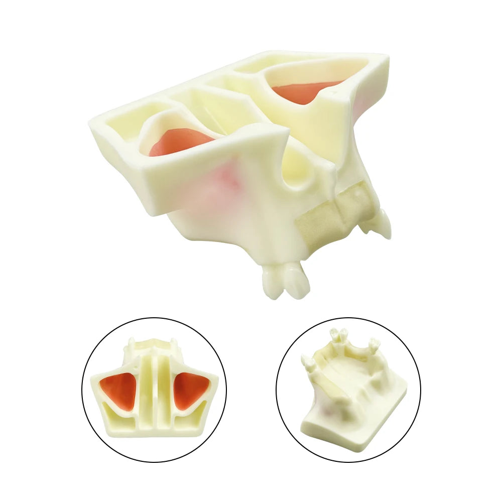 Maxillary Sinus & Implant Teaching Model (Soft Gum)