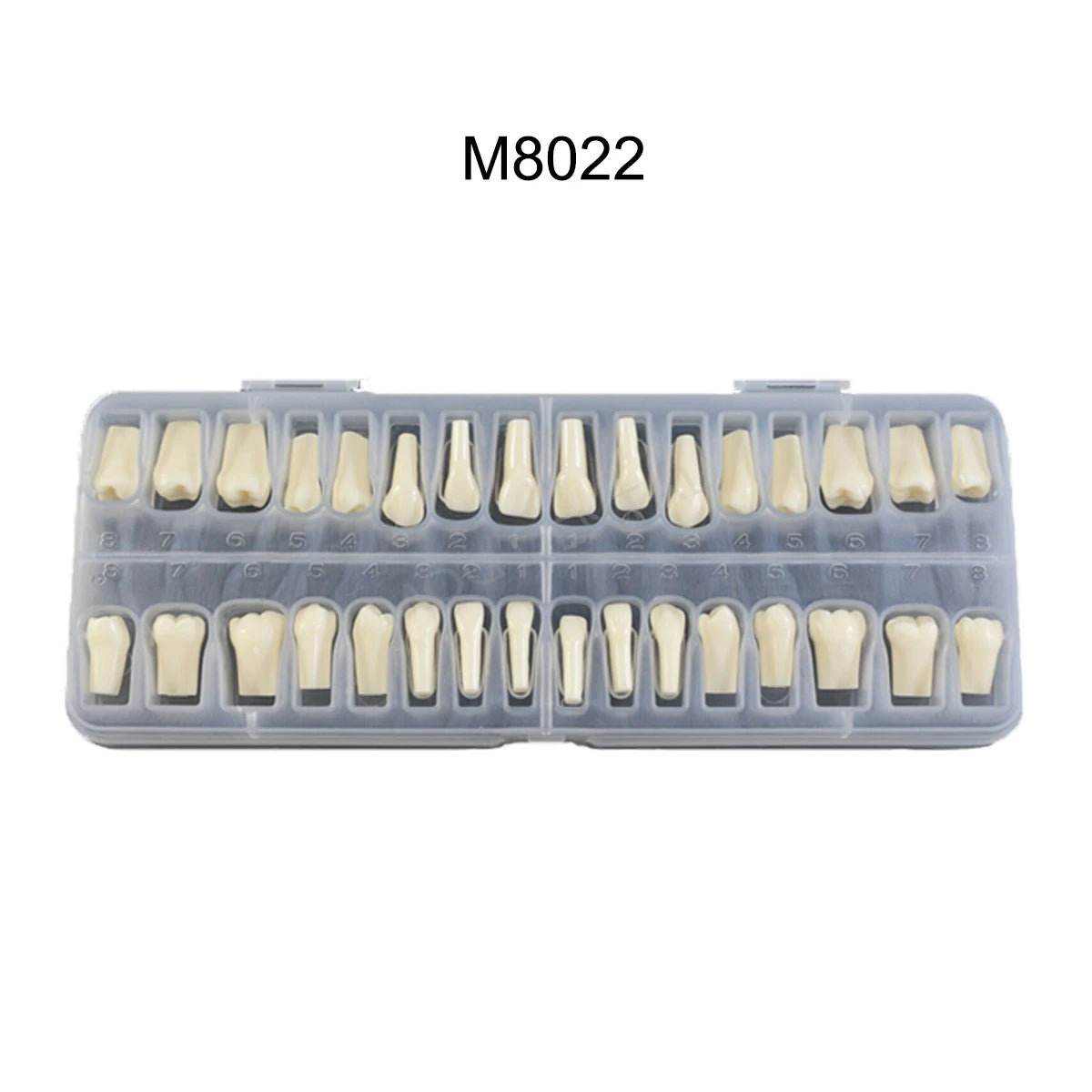 Dental Teeth Model Implant with Removable Dental Education Model for Dentistry Laboratory Demo Studying Dentistry Products Tool