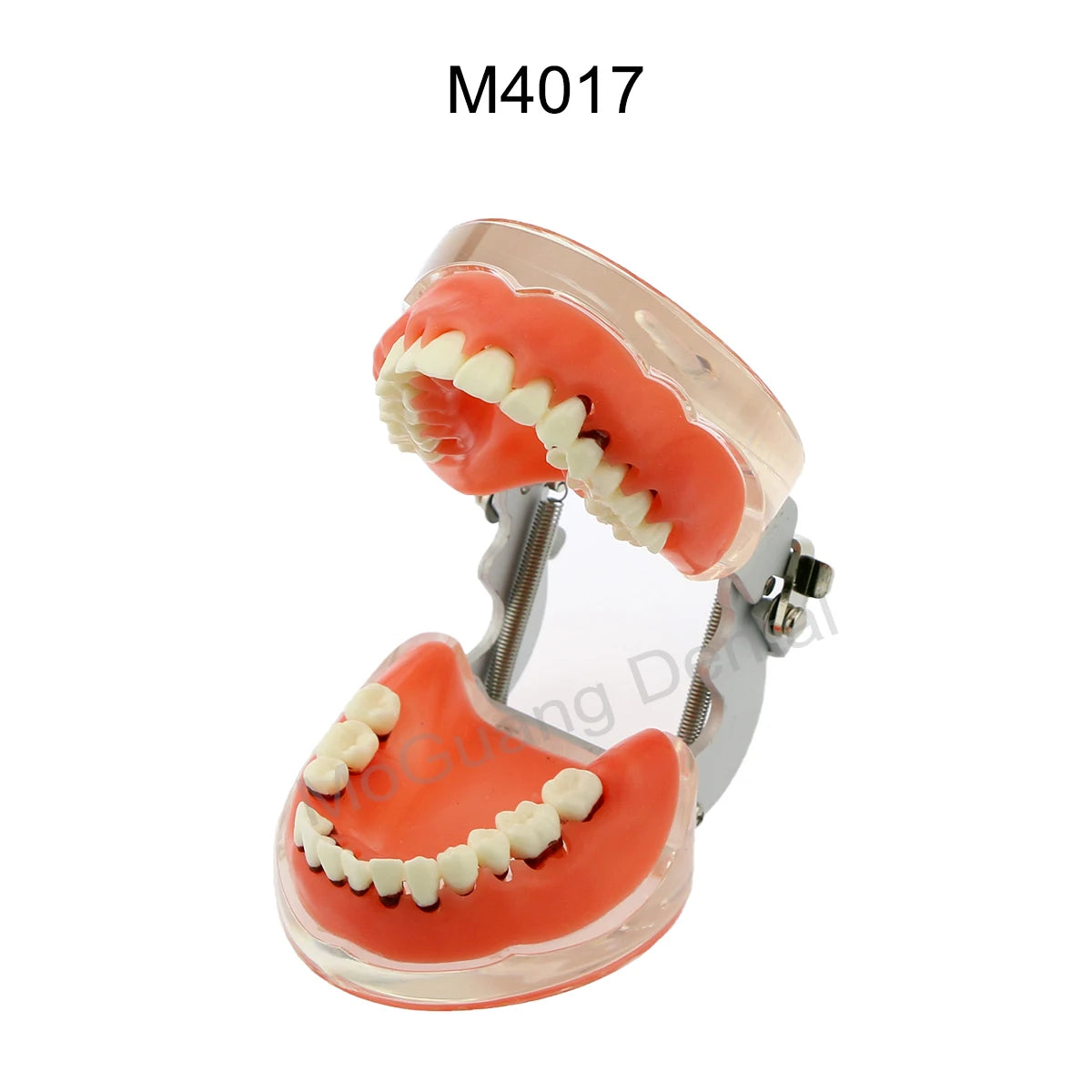 Dental Teeth Model Implant with Removable Dental Education Model for Dentistry Laboratory Demo Studying Dentistry Products Tool