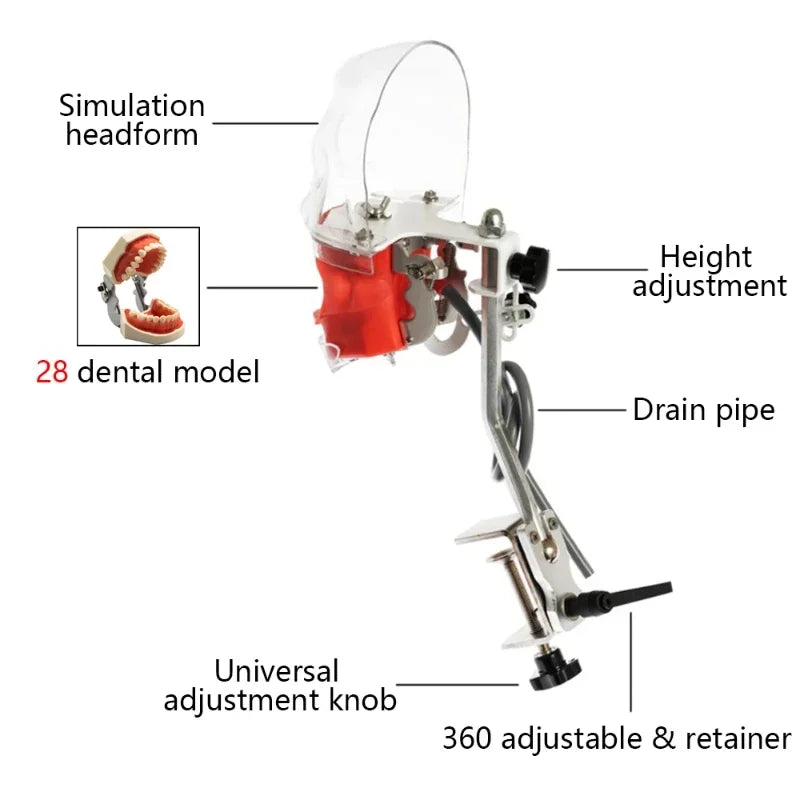 Dental Phantom Head Simulator with Typodont