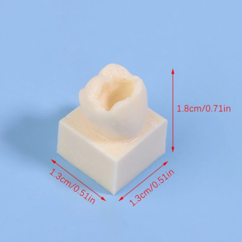 8Pcs Dental Resin Filling Practice Model Posterior Teeth Cavity Hole Restoration Student Training Studying Model