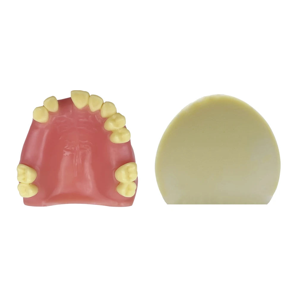 Maxillary Sinus & Implant Teaching Model (Soft Gum)