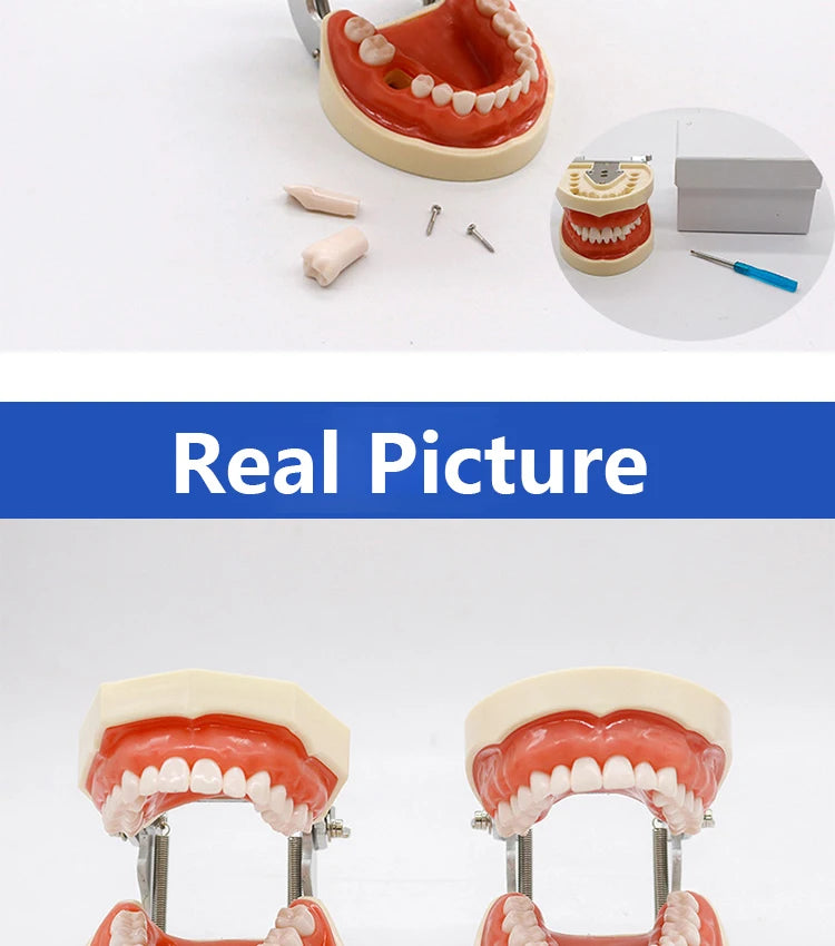 32-Tooth Soft Gum Typodont (Full Arch)