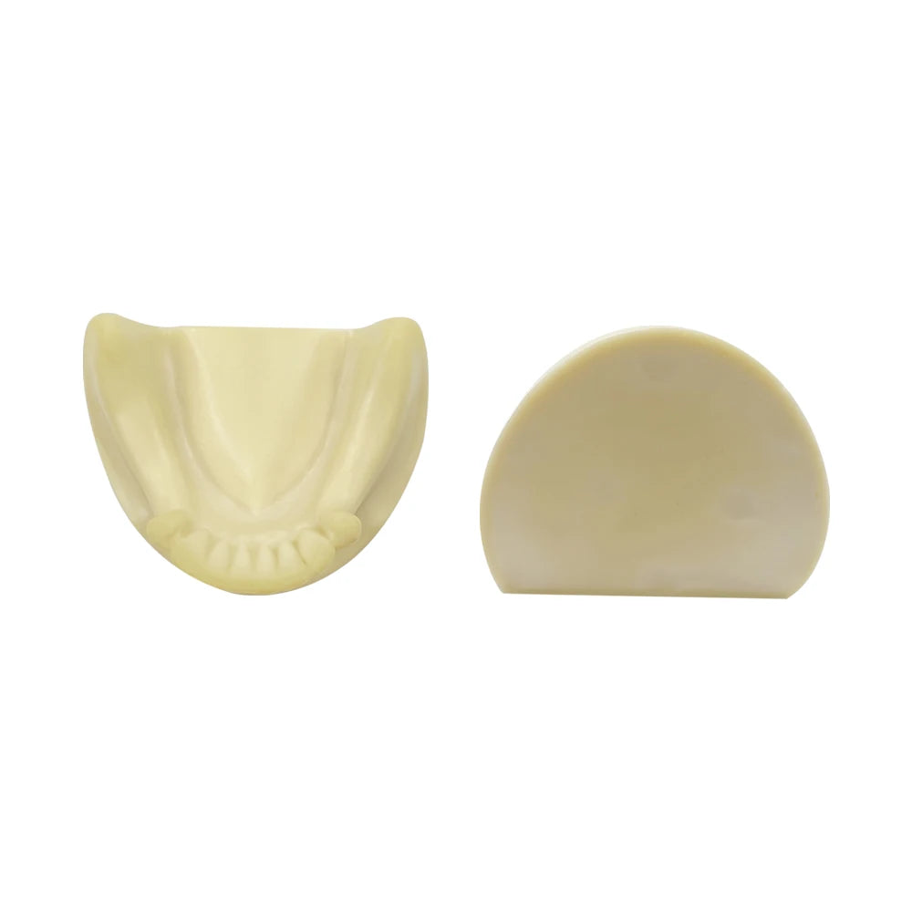Maxillary Sinus & Implant Teaching Model (Soft Gum)