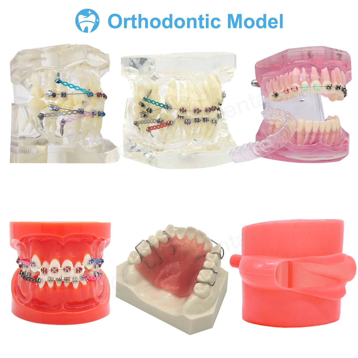 Dental Teeth Model Implant with Removable Dental Education Model for Dentistry Laboratory Demo Studying Dentistry Products Tool