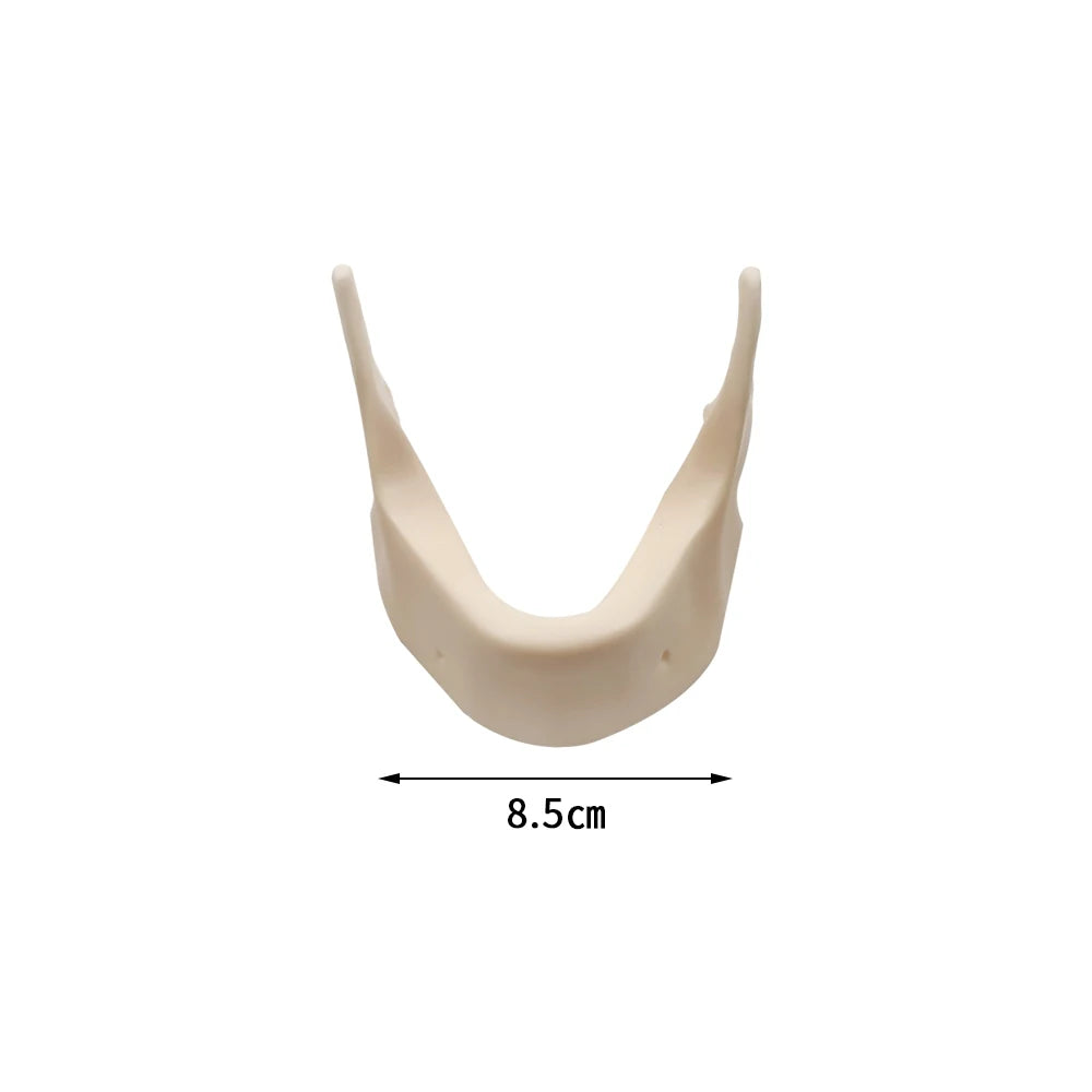 Maxillary Sinus & Implant Teaching Model (Soft Gum)