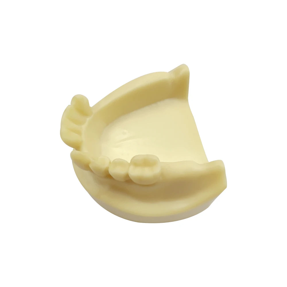 Maxillary Sinus & Implant Teaching Model (Soft Gum)