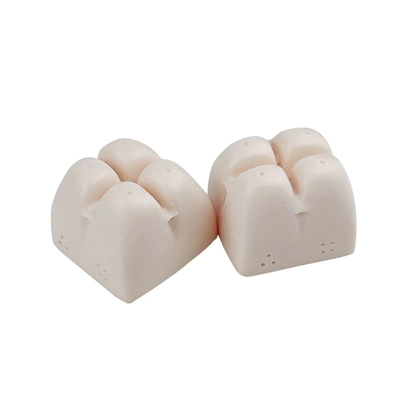 Maxillary Sinus & Implant Teaching Model (Soft Gum)