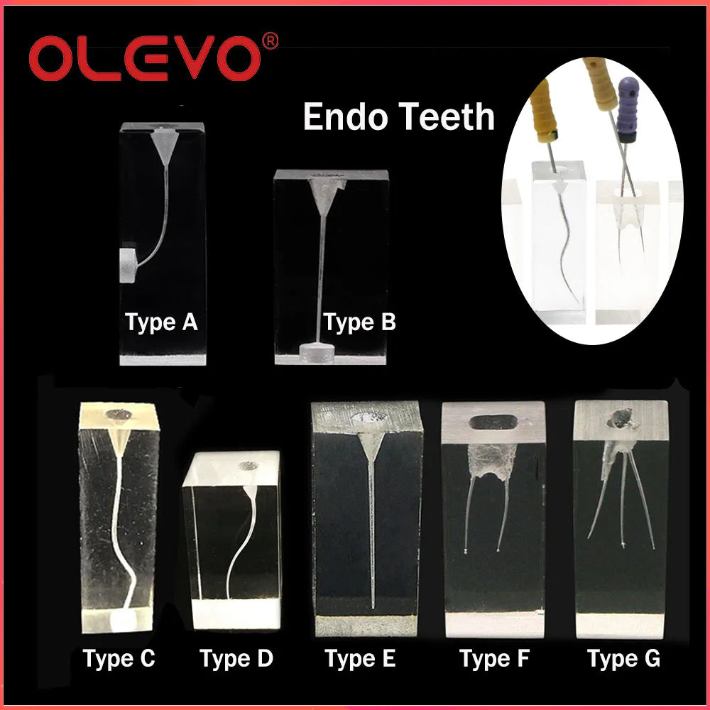OLEVO Endo Teeth Dental Root Canal Practice Block Study Model RCT Pulp Cavity Training Clear Resin Demo Student Study Teaching
