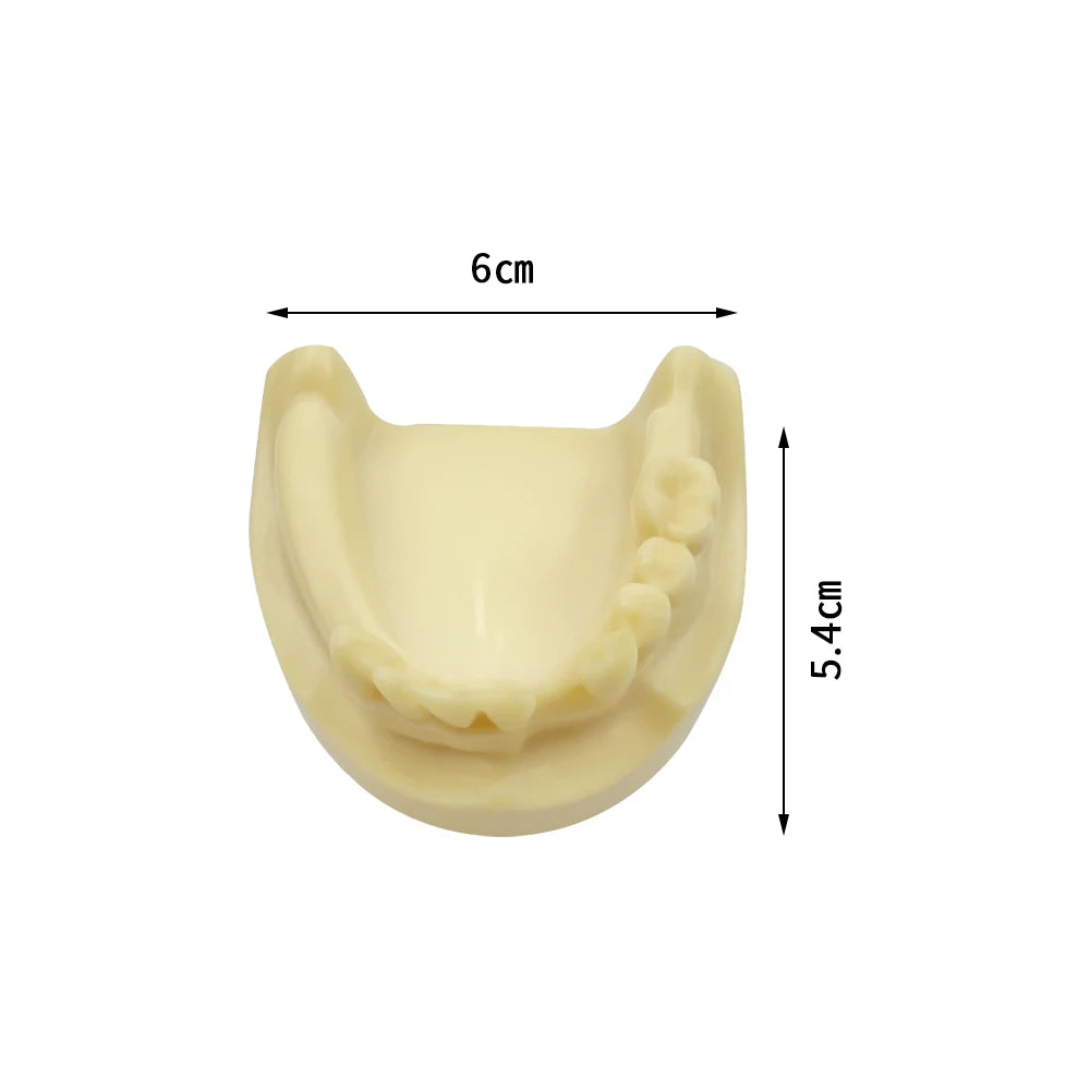 Maxillary Sinus & Implant Teaching Model (Soft Gum)