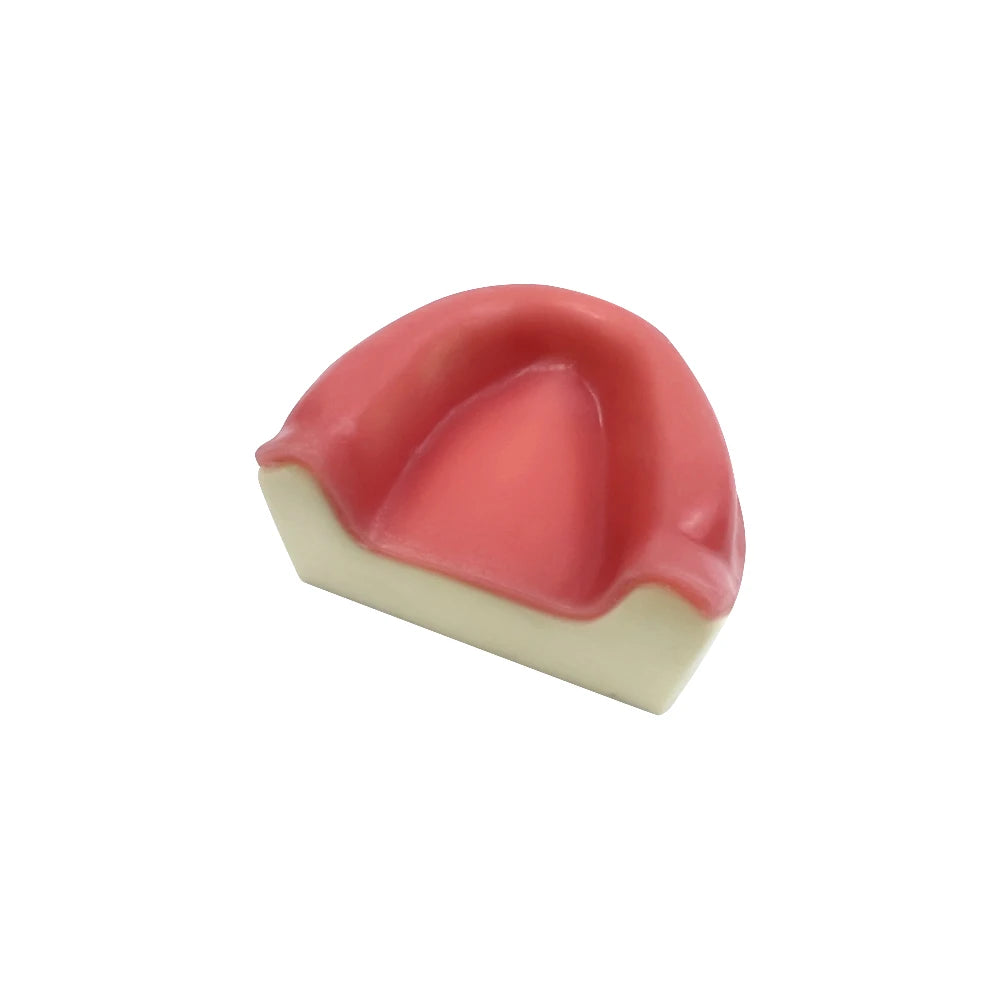 Maxillary Sinus & Implant Teaching Model (Soft Gum)