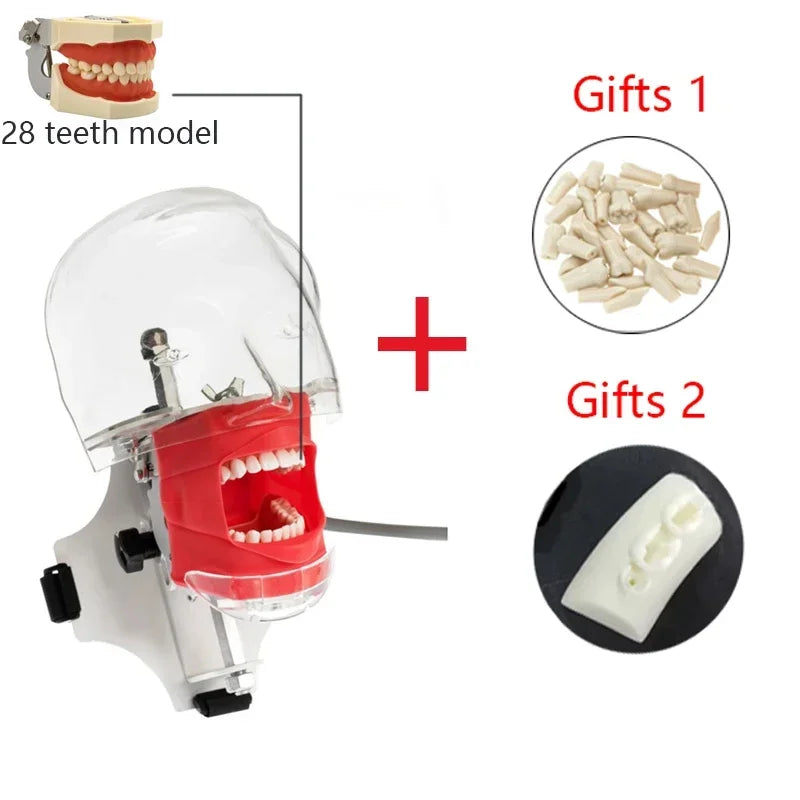 Dental Phantom Head Simulator with Typodont