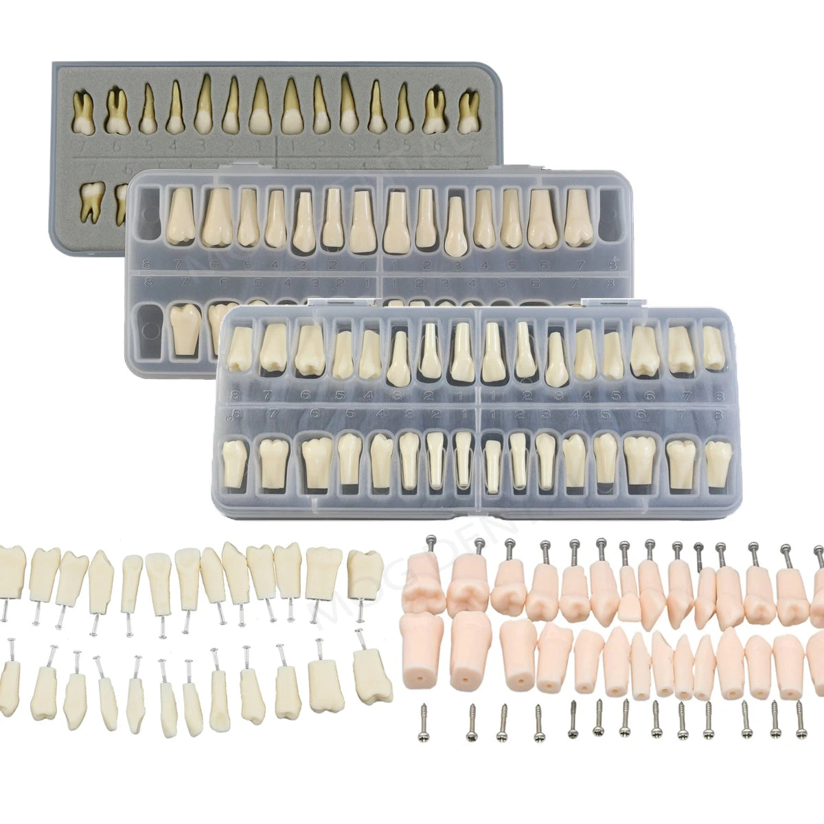 Dental Teeth Model Implant with Removable Dental Education Model for Dentistry Laboratory Demo Studying Dentistry Products Tool