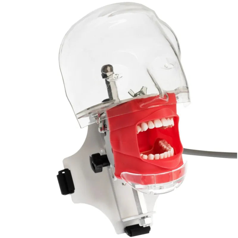 Dental Phantom Head Simulator with Typodont