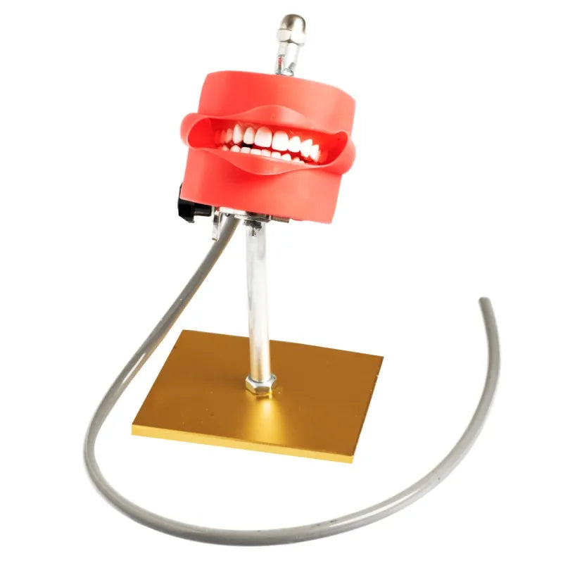 Dental Phantom Head Simulator with Typodont