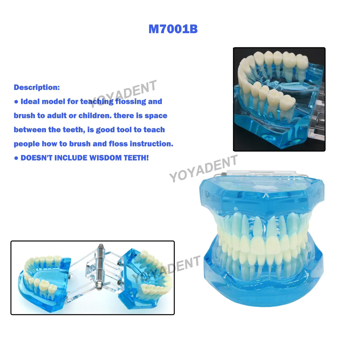 28-Tooth Standard Hinged Jaw Model