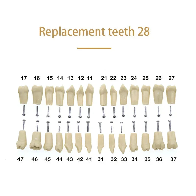 32-Tooth Soft Gum Typodont (Full Arch)