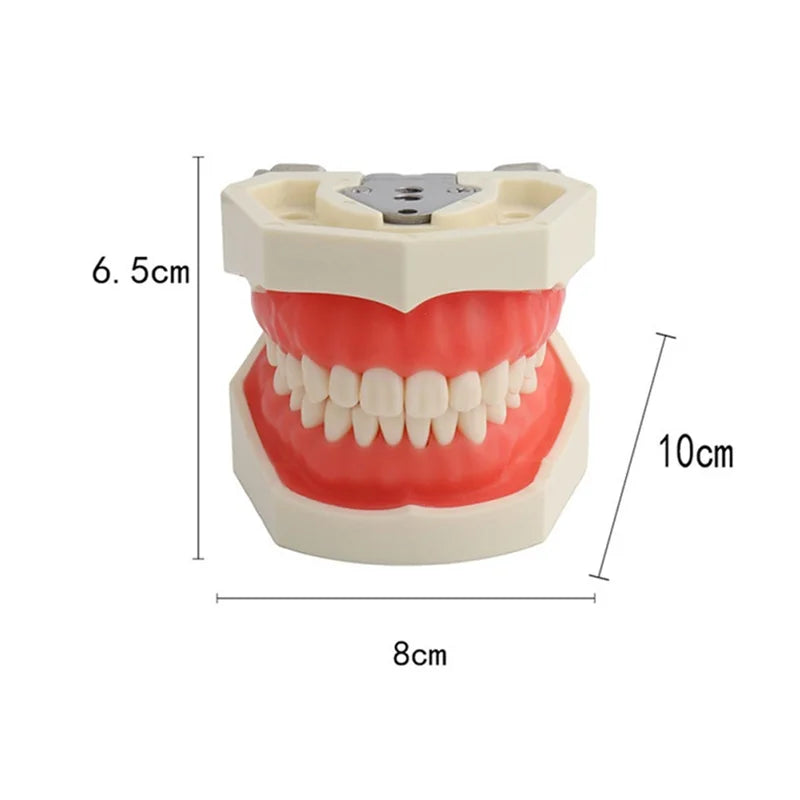 Typodont Practice Model with Removable Teeth
