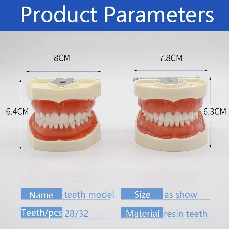 32-Tooth Soft Gum Typodont (Full Arch)