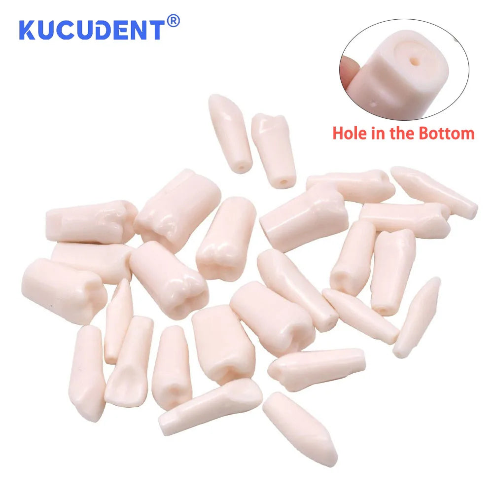 28/32 Pcs Typodont Replacement Teeth Screw-in Fit Kilgore NISSIN 200/500 Type Dental Removeable Dentist Teaching Training Model