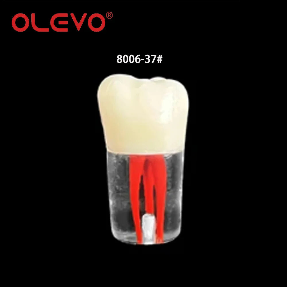 OLEVO 10 Pcs Dental RCT Endo Teeth Model Endodontic Root Canal Block Pulp Cavity Resin Study Practice Endodontic Training M8006