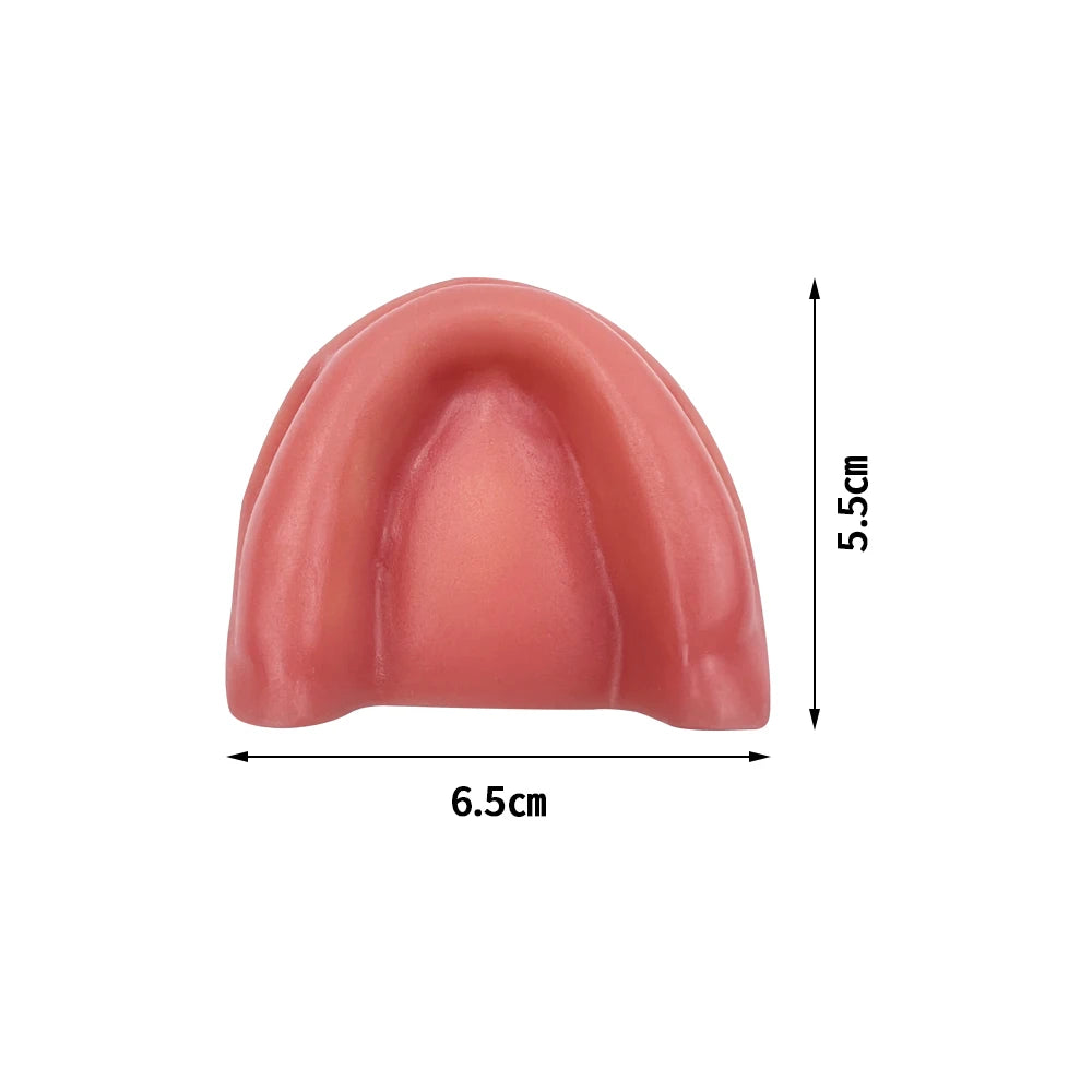Maxillary Sinus & Implant Teaching Model (Soft Gum)