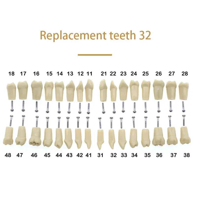 32-Tooth Soft Gum Typodont (Full Arch)