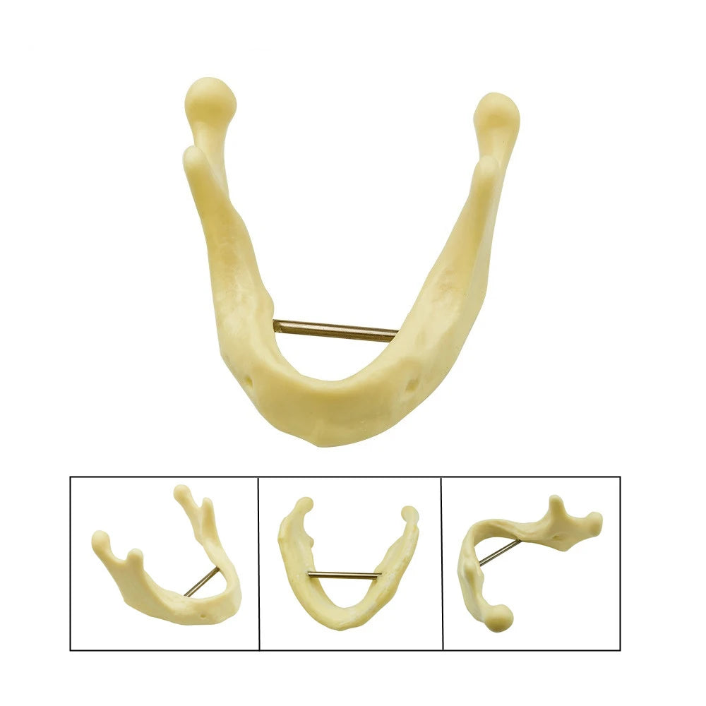 Maxillary Sinus & Implant Teaching Model (Soft Gum)