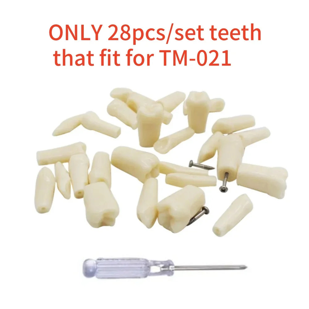 Typodont Practice Model with Removable Teeth