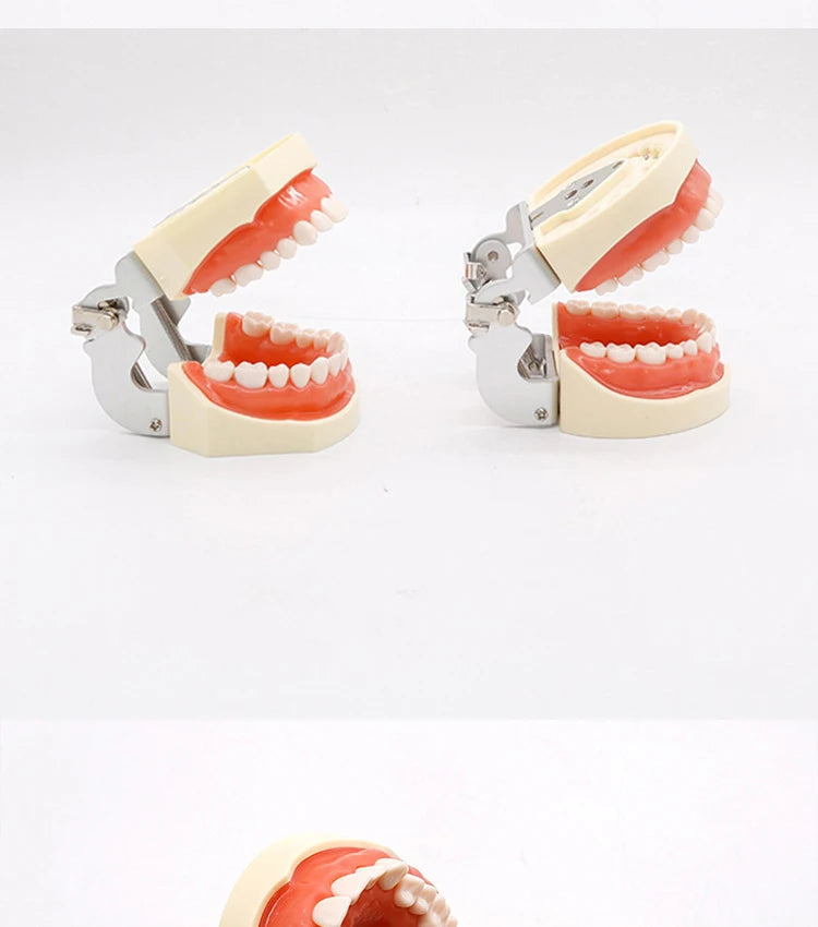 32-Tooth Soft Gum Typodont (Full Arch)