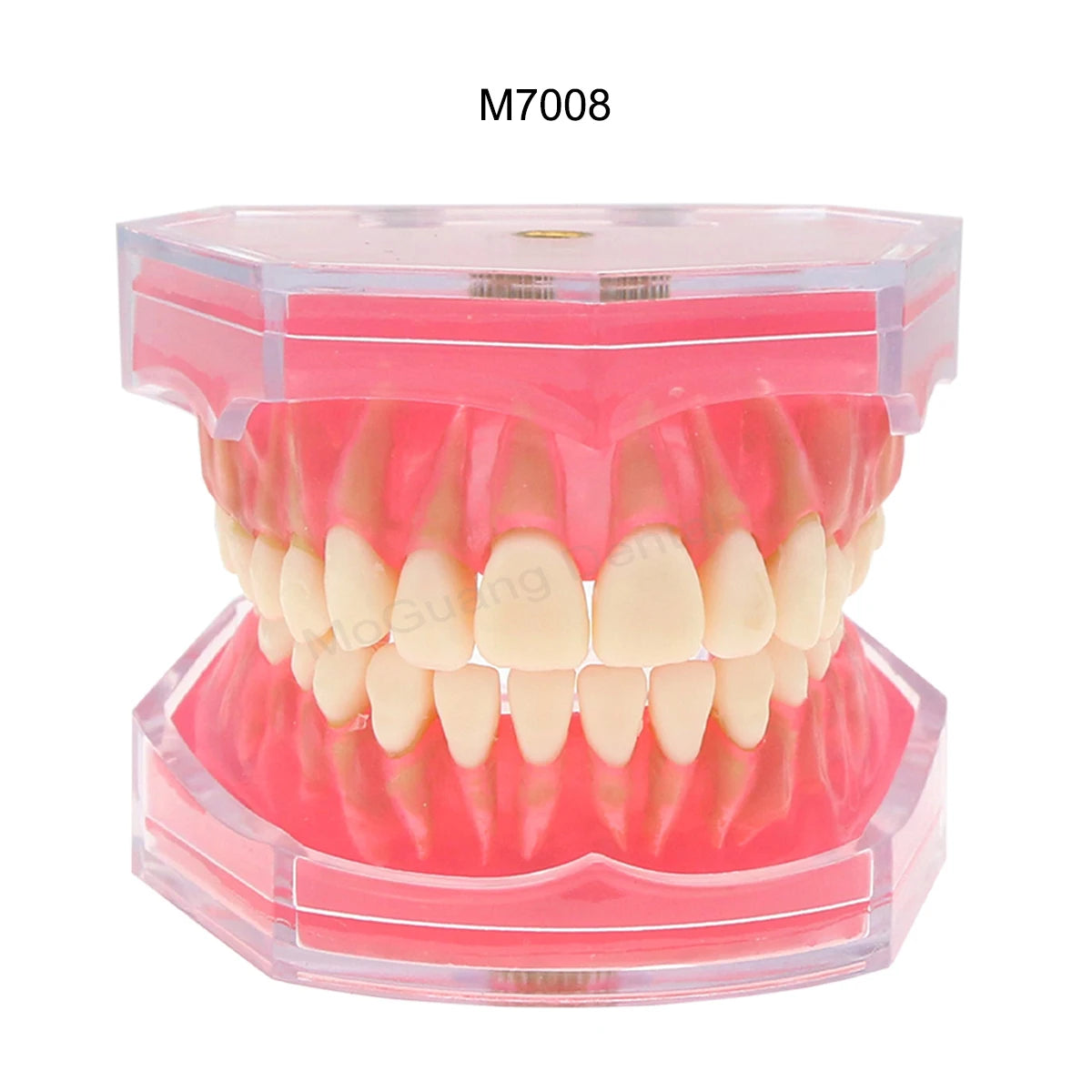 Dental Teeth Model Implant with Removable Dental Education Model for Dentistry Laboratory Demo Studying Dentistry Products Tool