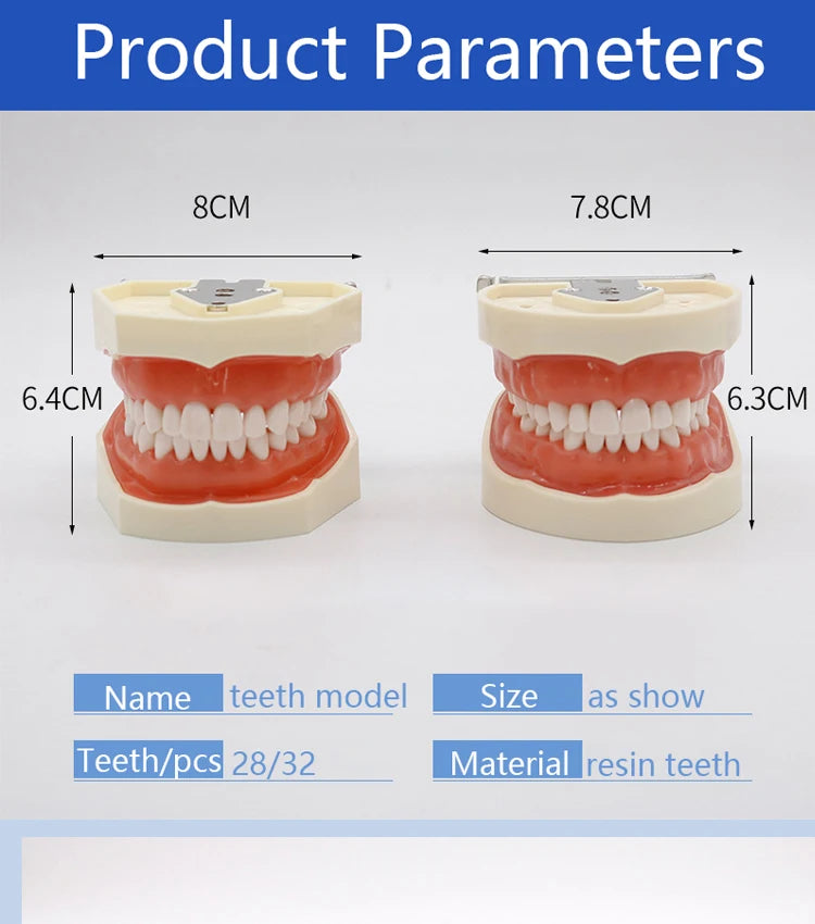 32-Tooth Soft Gum Typodont (Full Arch)