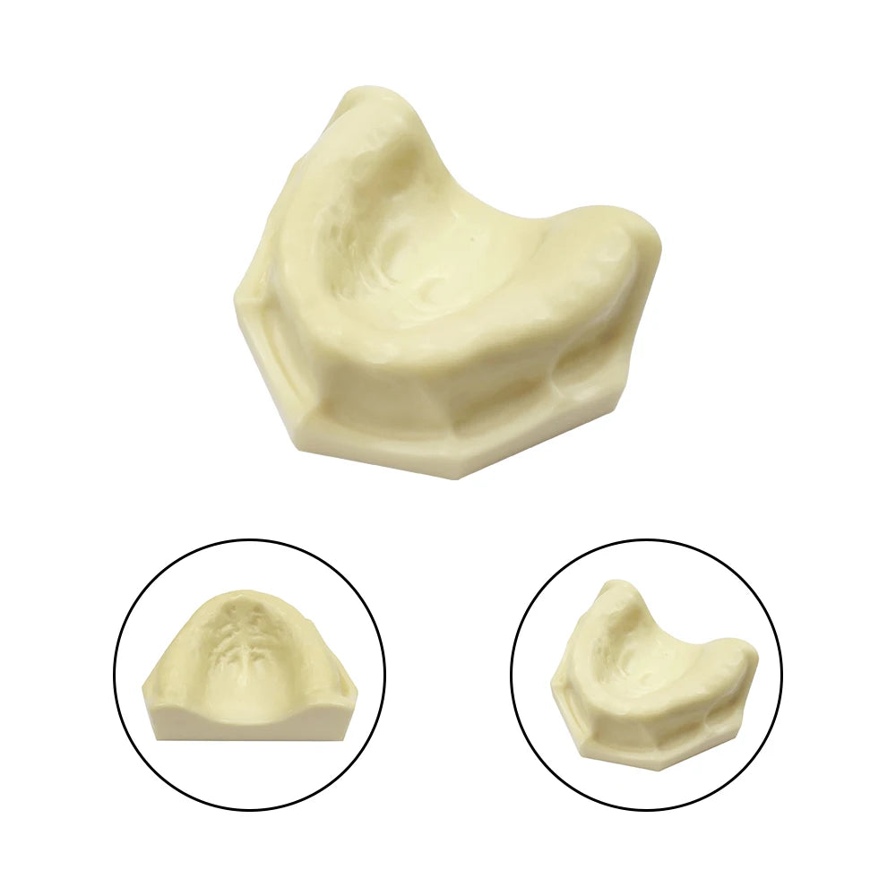 Maxillary Sinus & Implant Teaching Model (Soft Gum)
