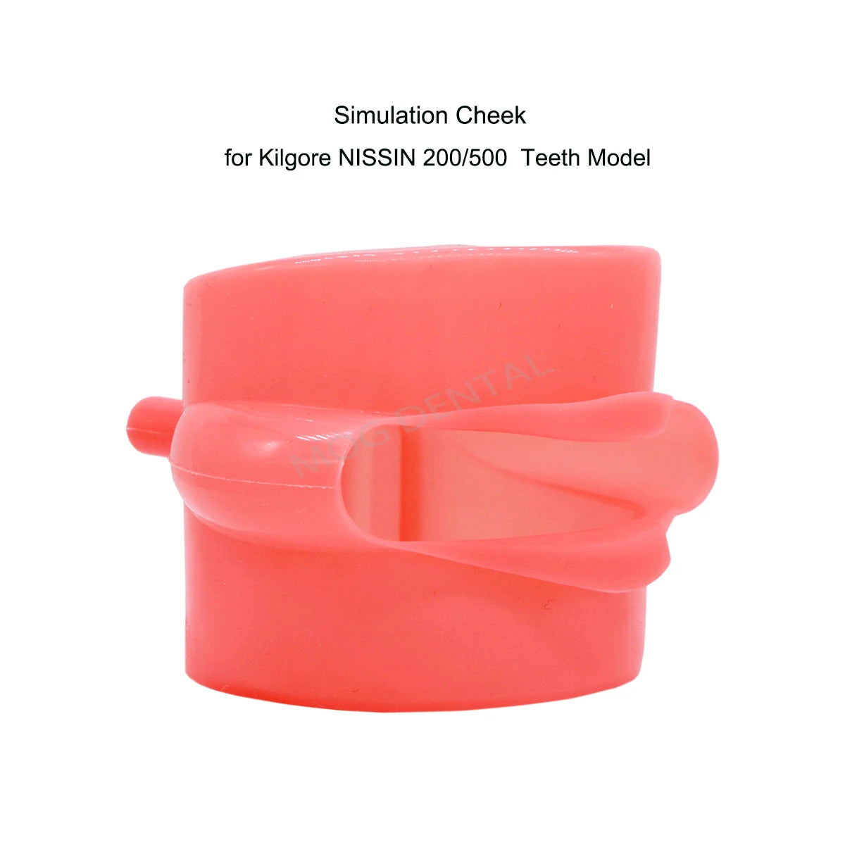 Dental Teeth Model Implant with Removable Dental Education Model for Dentistry Laboratory Demo Studying Dentistry Products Tool