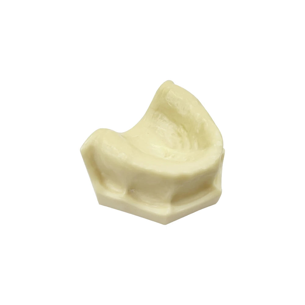 Maxillary Sinus & Implant Teaching Model (Soft Gum)