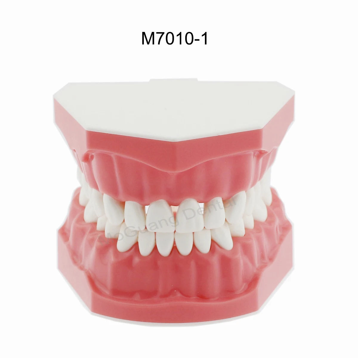 Dental Teeth Model Implant with Removable Dental Education Model for Dentistry Laboratory Demo Studying Dentistry Products Tool