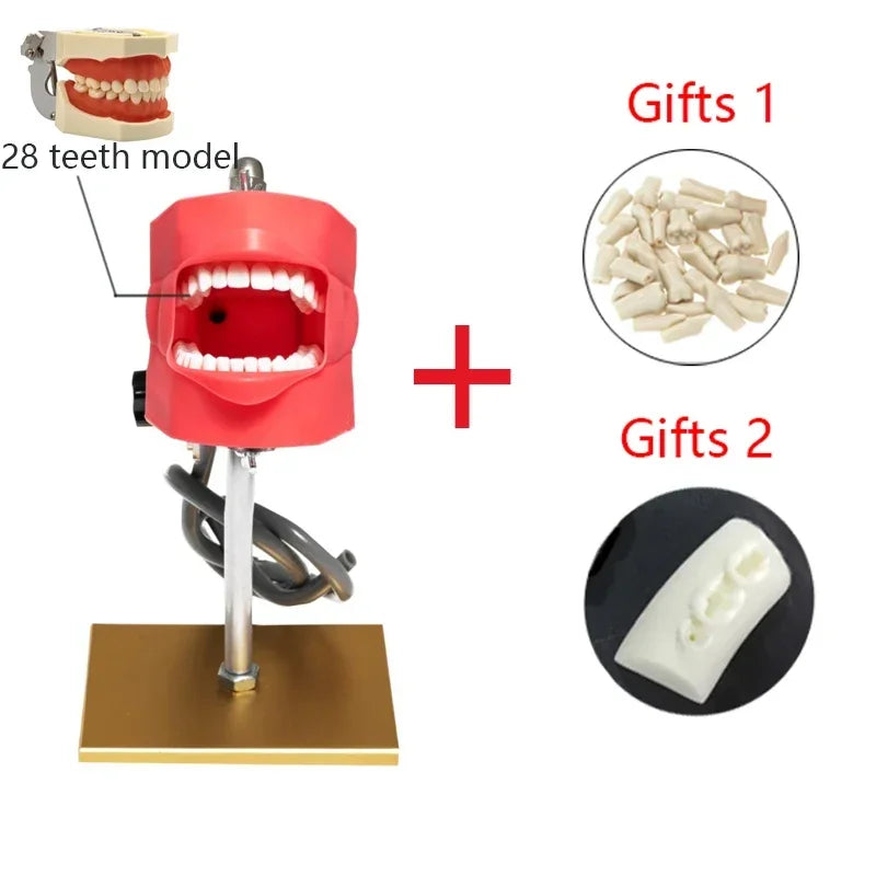 Dental Phantom Head Simulator with Typodont