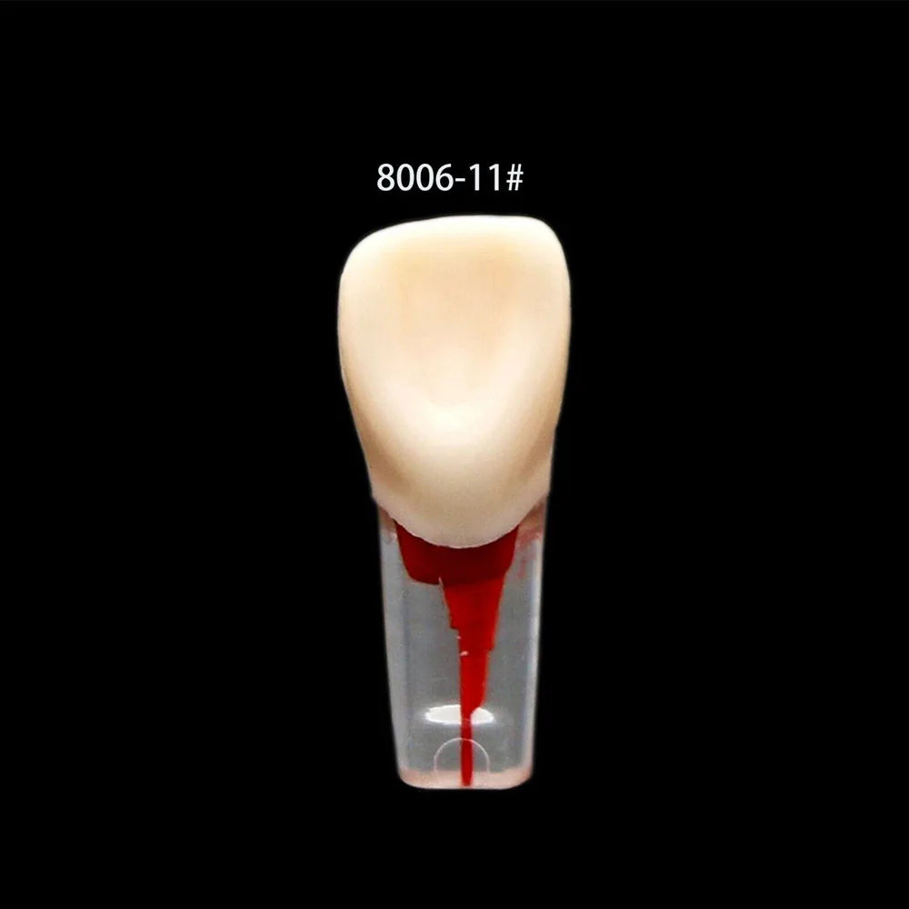 OLEVO 10 Pcs Dental RCT Endo Teeth Model Endodontic Root Canal Block Pulp Cavity Resin Study Practice Endodontic Training M8006