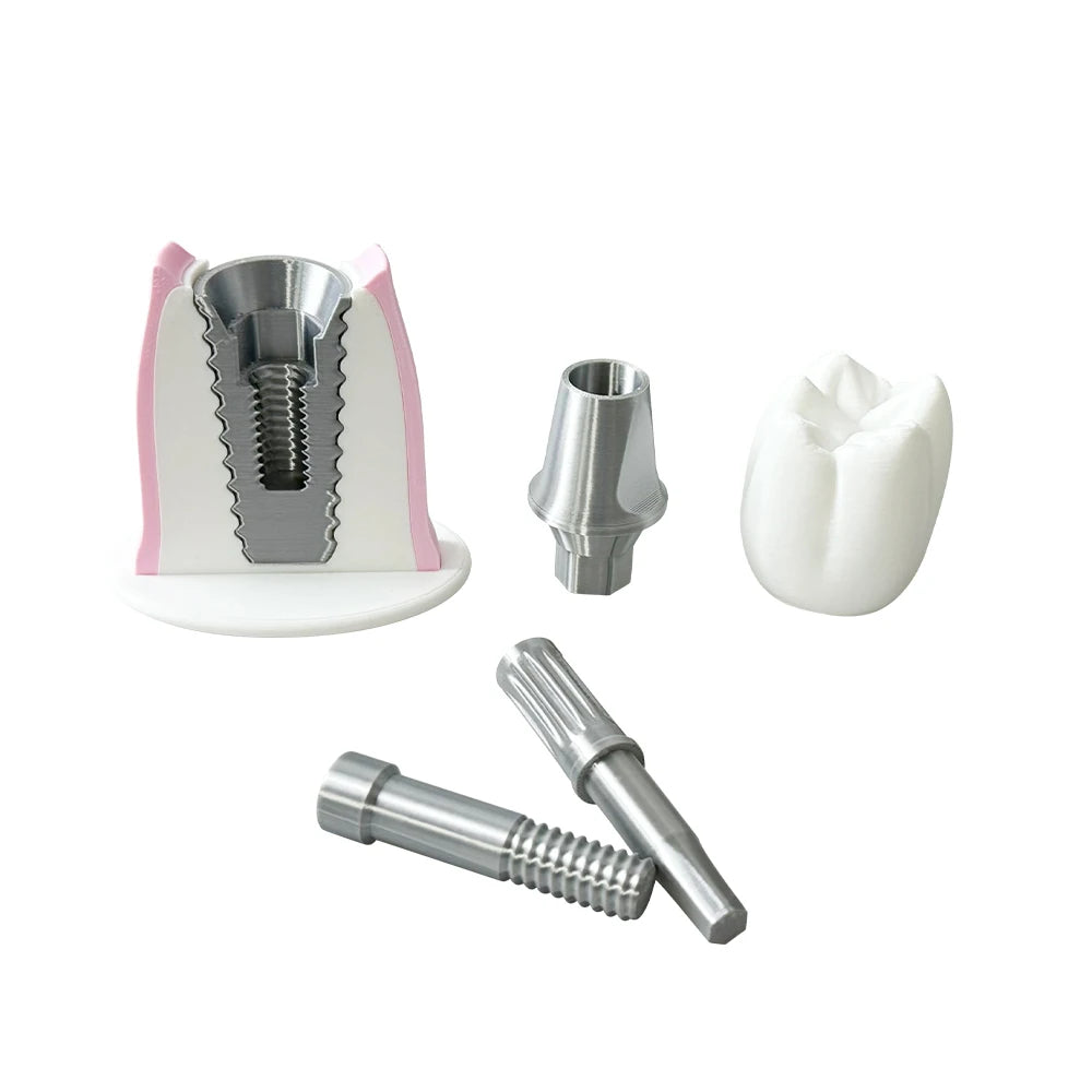 Detachable Implant Demonstration Model (Large)