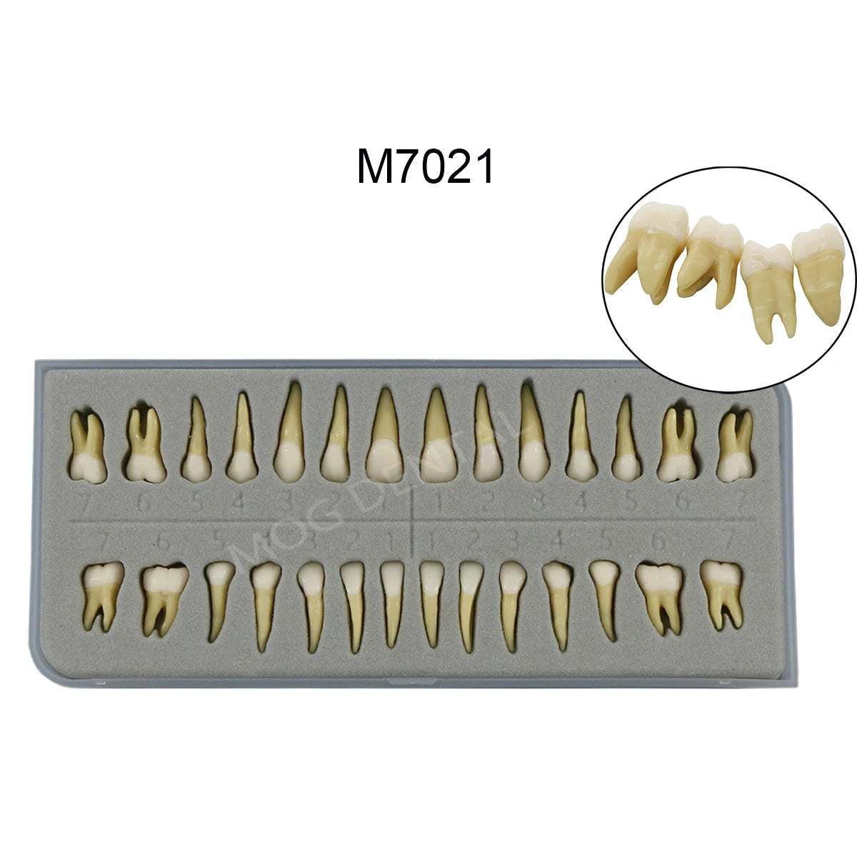 Dental Teeth Model Implant with Removable Dental Education Model for Dentistry Laboratory Demo Studying Dentistry Products Tool