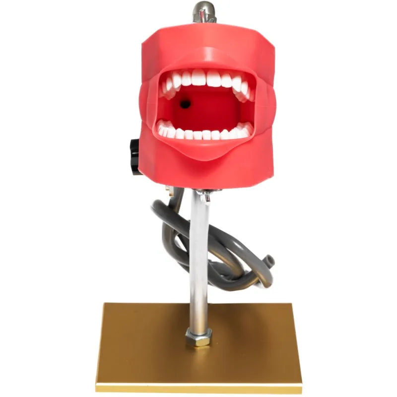 Dental Phantom Head Simulator with Typodont
