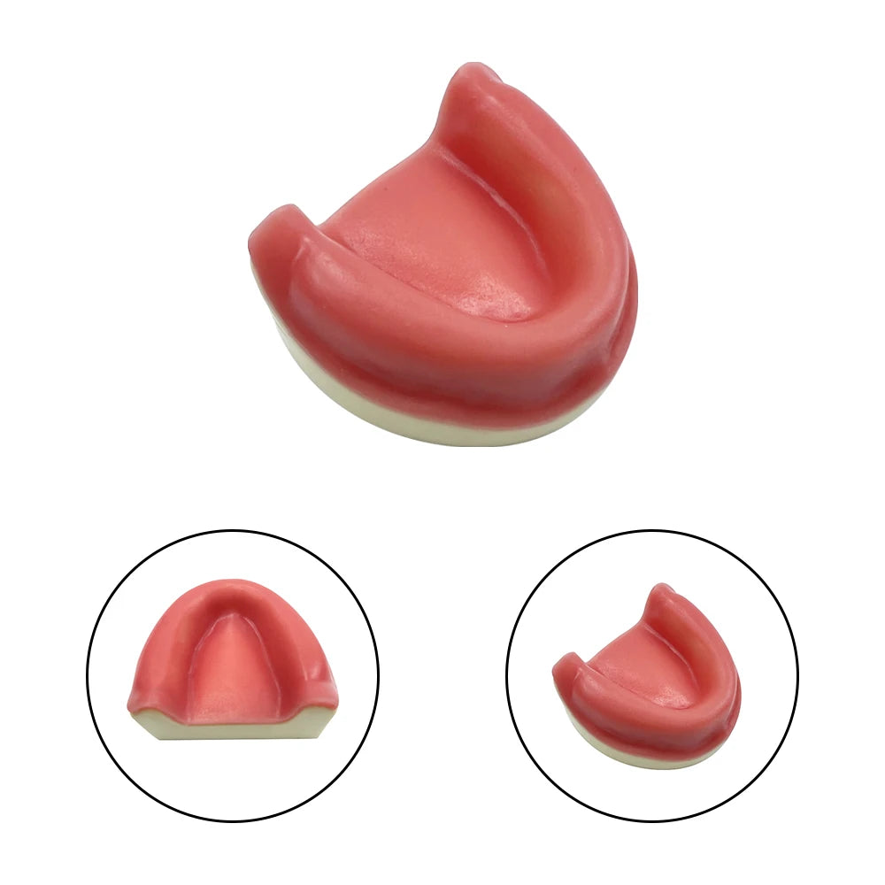 Maxillary Sinus & Implant Teaching Model (Soft Gum)