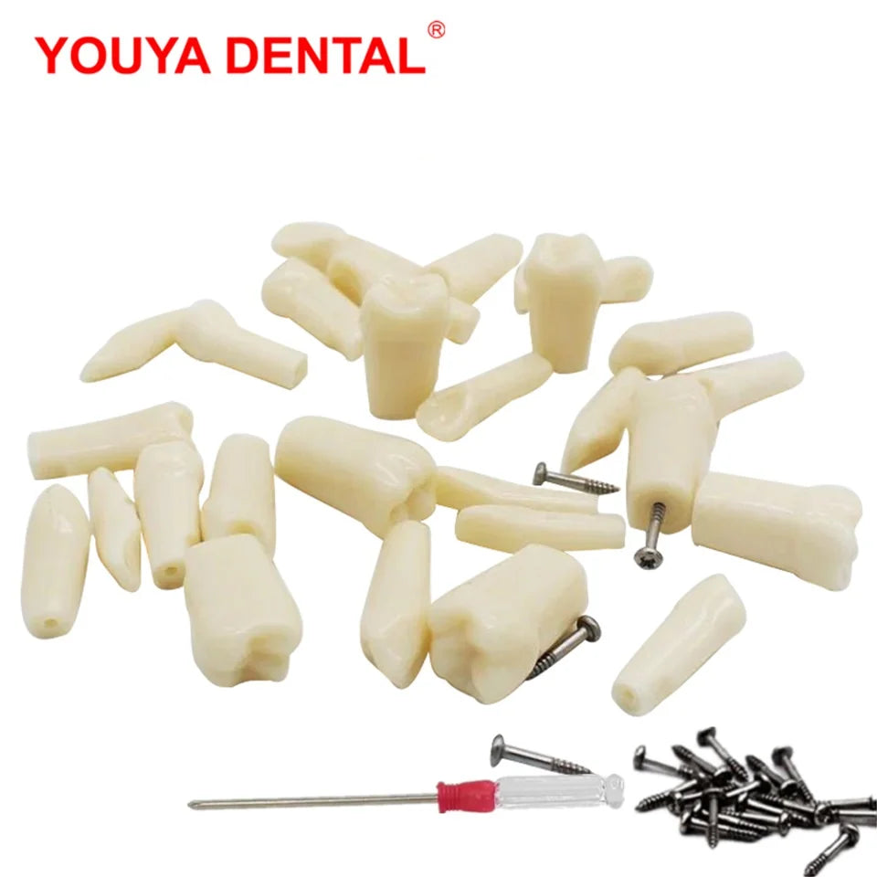Typodont Practice Model with Removable Teeth