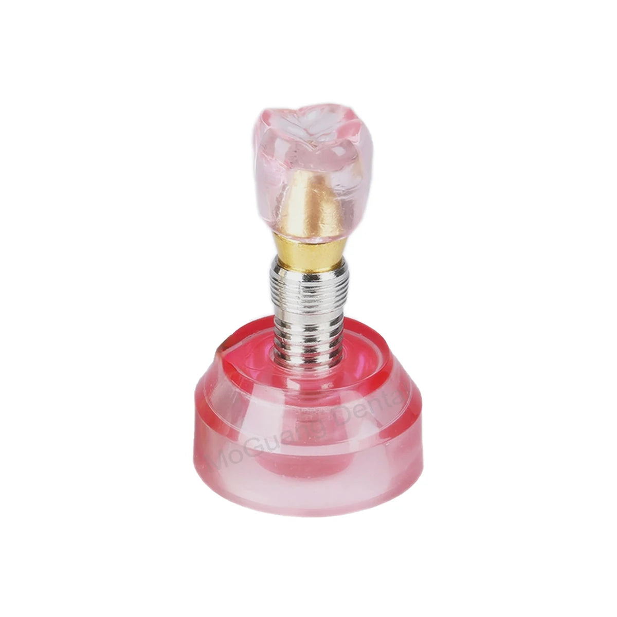 Dental Teeth Model Implant with Removable Dental Education Model for Dentistry Laboratory Demo Studying Dentistry Products Tool
