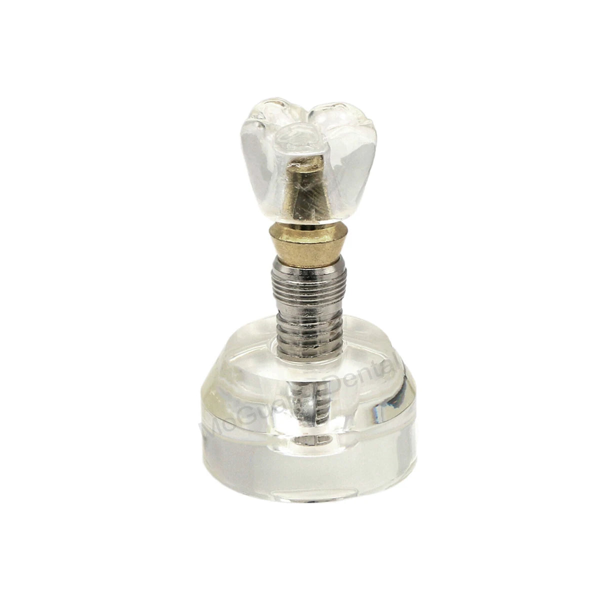 Dental Teeth Model Implant with Removable Dental Education Model for Dentistry Laboratory Demo Studying Dentistry Products Tool