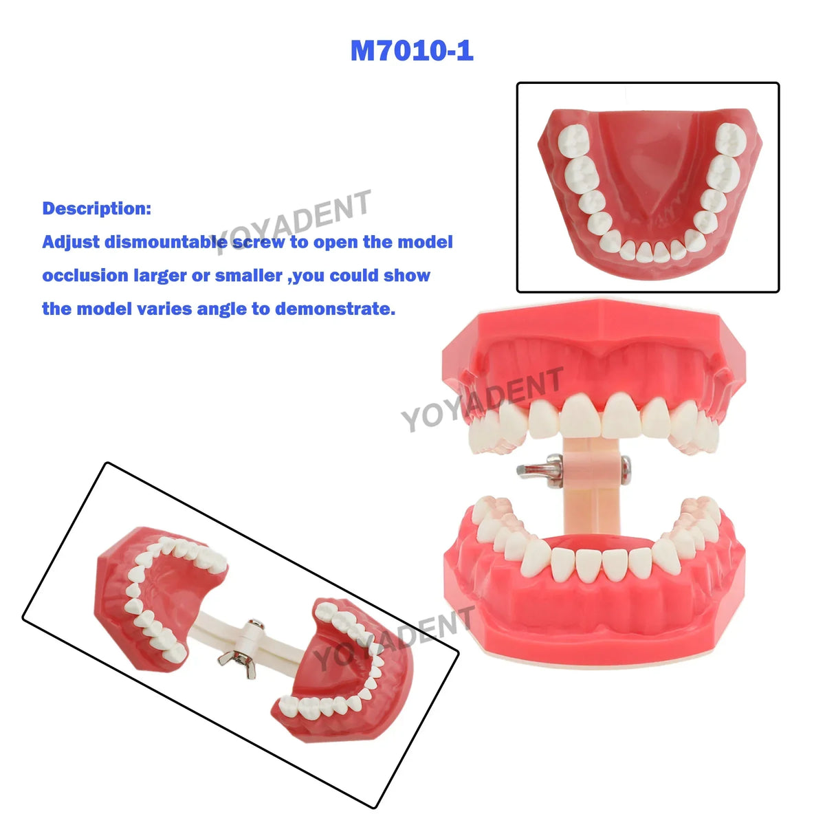 Adjustable Occlusion Demonstration Typodont — Compact